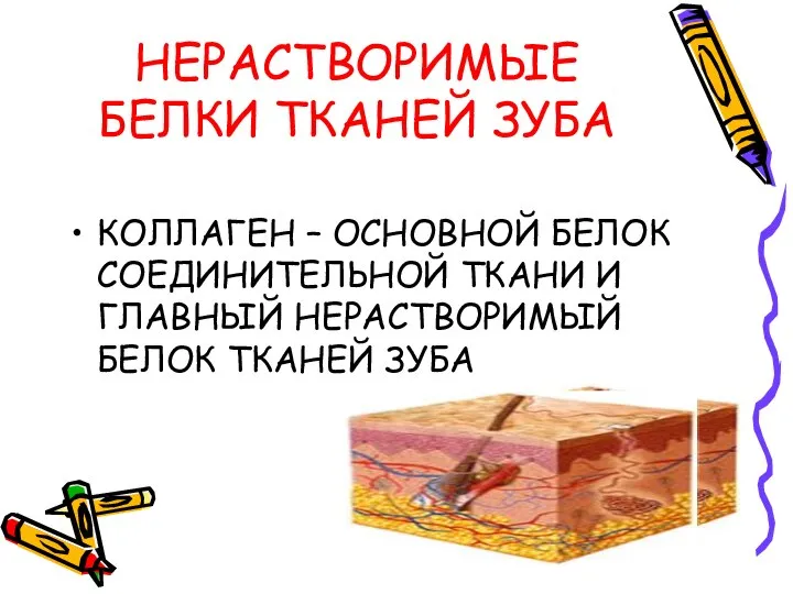 НЕРАСТВОРИМЫЕ БЕЛКИ ТКАНЕЙ ЗУБА КОЛЛАГЕН – ОСНОВНОЙ БЕЛОК СОЕДИНИТЕЛЬНОЙ ТКАНИ И ГЛАВНЫЙ НЕРАСТВОРИМЫЙ БЕЛОК ТКАНЕЙ ЗУБА