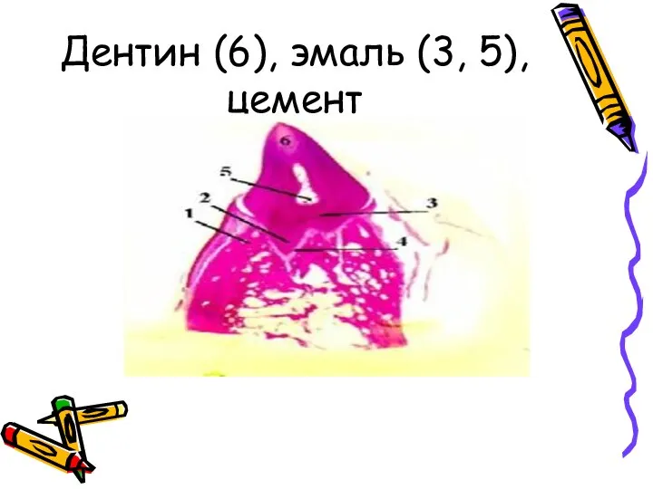 Дентин (6), эмаль (3, 5), цемент