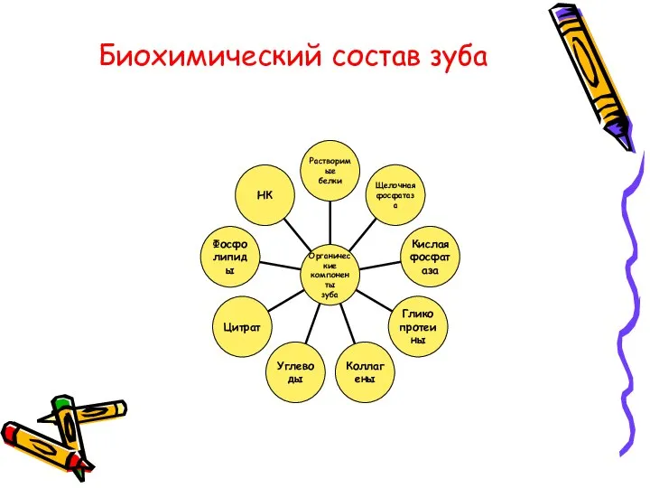 Биохимический состав зуба