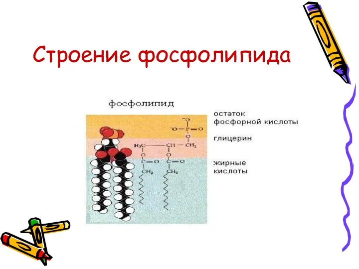 Строение фосфолипида