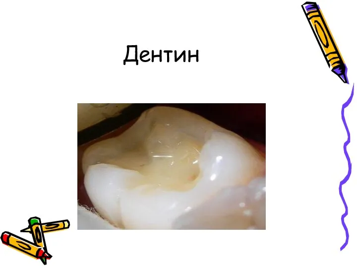 Дентин