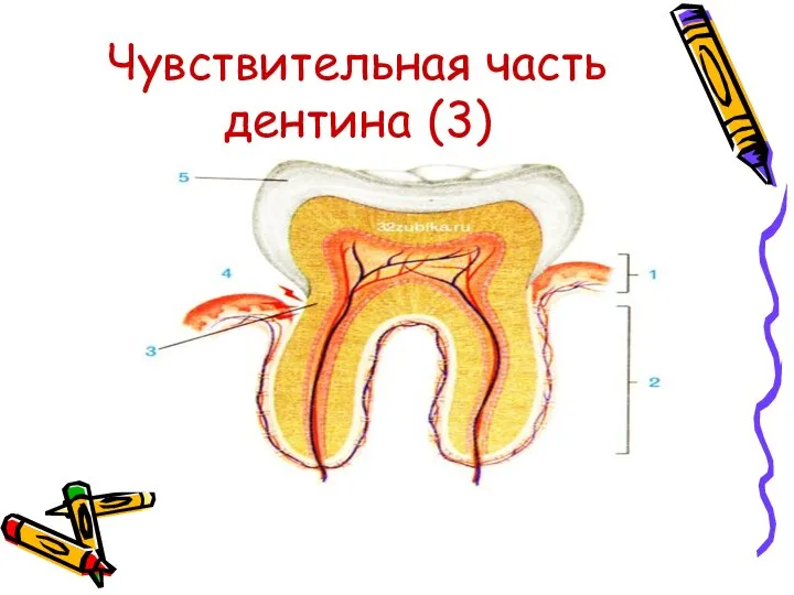 Чувствительная часть дентина (3)