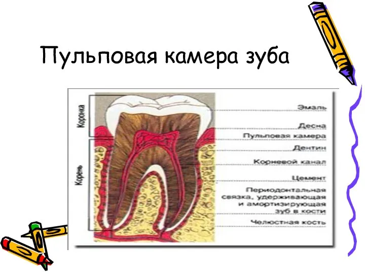 Пульповая камера зуба