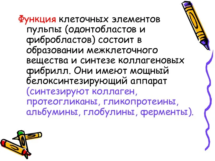 Функция клеточных элементов пульпы (одонтобластов и фибробластов) состоит в образовании межклеточного