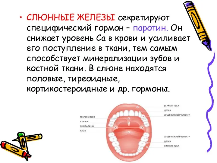 СЛЮННЫЕ ЖЕЛЕЗЫ секретируют специфический гормон – паротин. Он снижает уровень Са