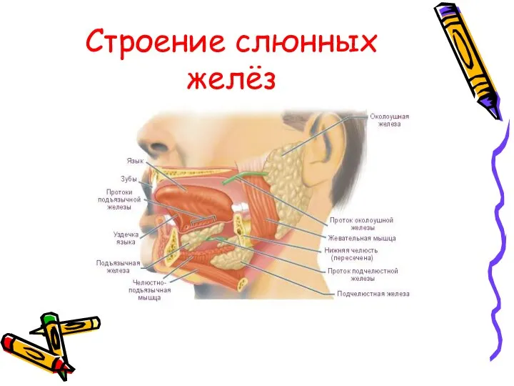 Строение слюнных желёз