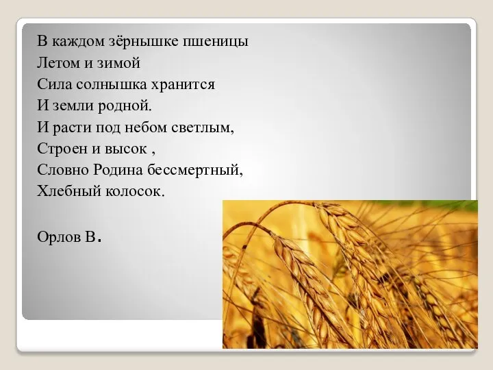 В каждом зёрнышке пшеницы Летом и зимой Сила солнышка хранится И