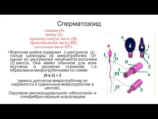 Сперматозоид головка (6) шейку (I), промежуточную часть (II), проксимальная часть (III),