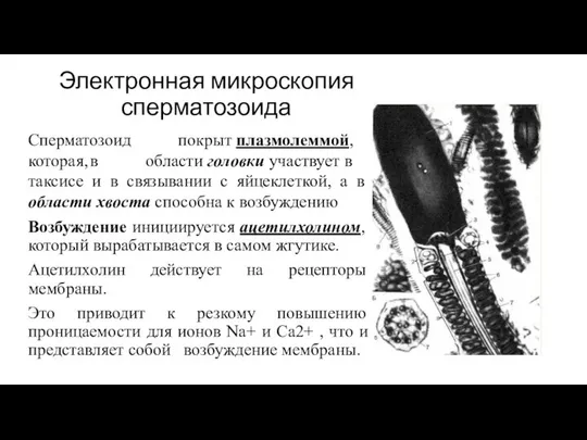 Электронная микроскопия сперматозоида Сперматозоид покрыт плазмолеммой, которая, в области головки участвует