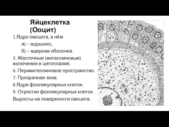 Яйцеклетка (Ооцит) 1.Ядро овоцита, в нём а) – ядрышко, б) –