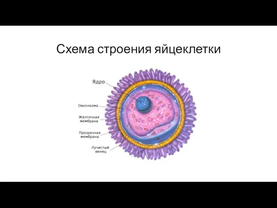 Схема строения яйцеклетки