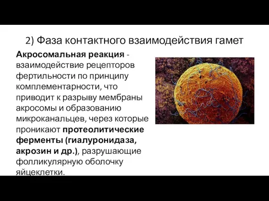 2) Фаза контактного взаимодействия гамет Акросомальная реакция - взаимодействие рецепторов фертильности