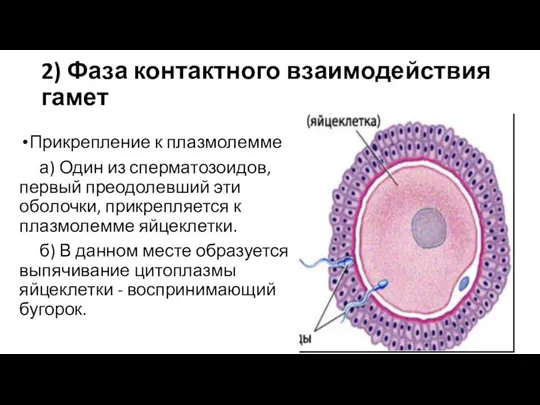 2) Фаза контактного взаимодействия гамет Прикрепление к плазмолемме а) Один из