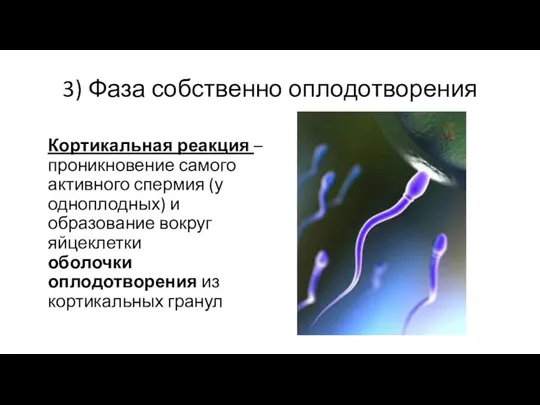 3) Фаза собственно оплодотворения Кортикальная реакция – проникновение самого активного спермия