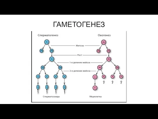 ГАМЕТОГЕНЕЗ