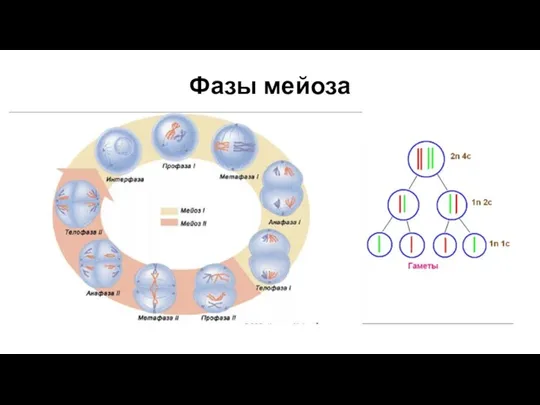 Фазы мейоза