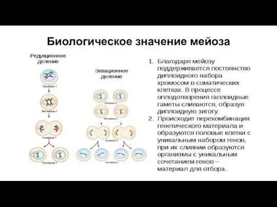 Биологическое значение мейоза