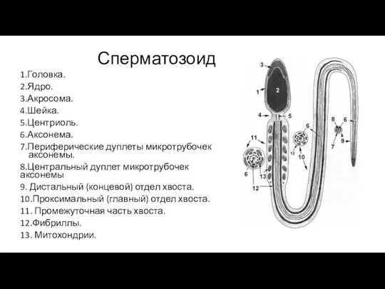 Сперматозоид 1.Головка. 2.Ядро. 3.Акросома. 4.Шейка. 5.Центриоль. 6.Аксонема. 7.Периферические дуплеты микротрубочек аксонемы.