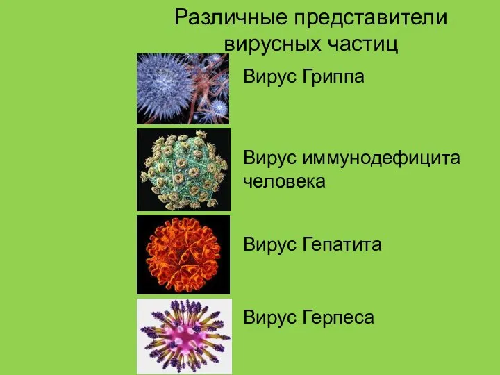 Различные представители вирусных частиц Вирус Гриппа Вирус иммунодефицита человека Вирус Гепатита Вирус Герпеса