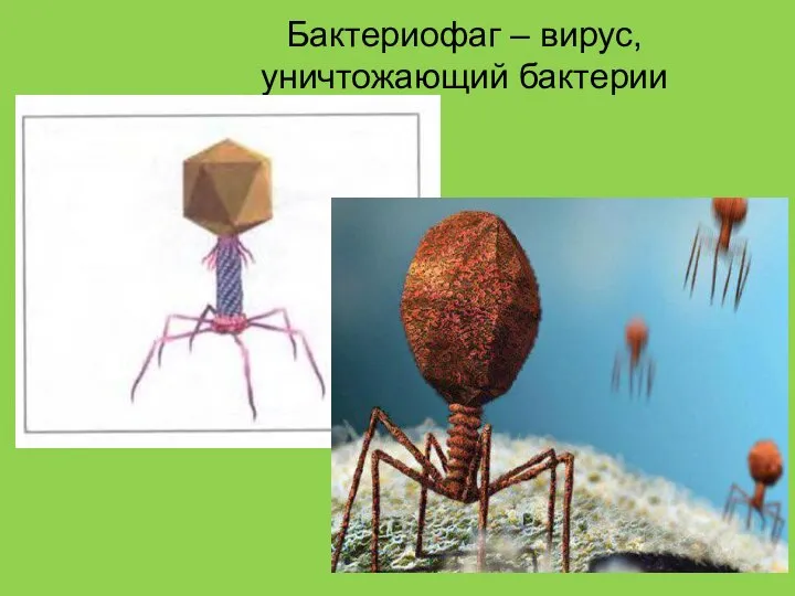 Бактериофаг – вирус, уничтожающий бактерии