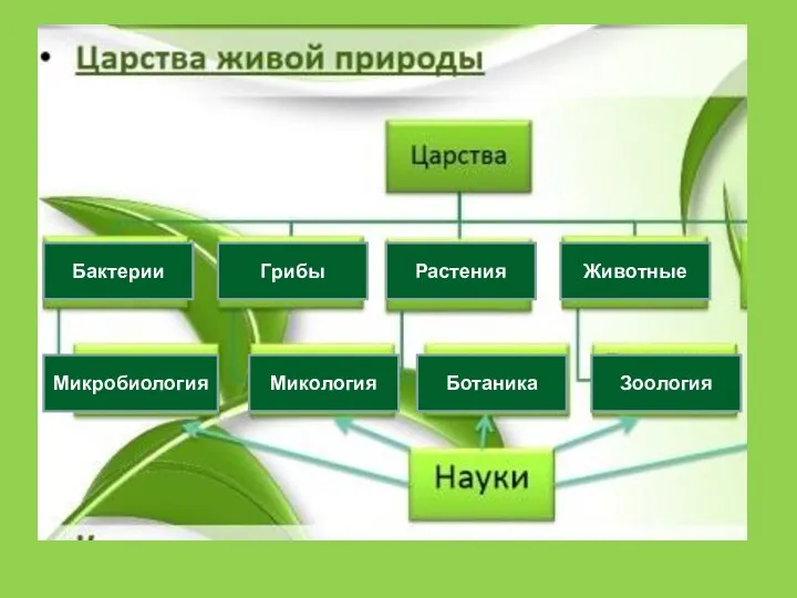 Бактерии Грибы Растения Животные Микробиология Микология Ботаника Зоология