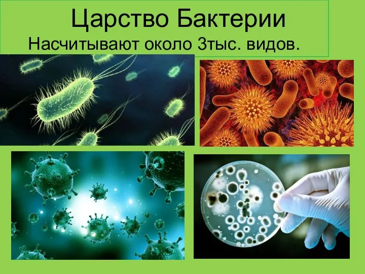 Царство Бактерии Насчитывают около 3тыс. видов.