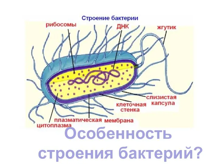 Строение бактериальной клетки Особенность строения бактерий?