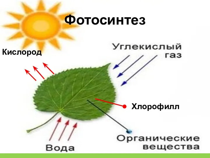 Кислород Хлорофилл Фотосинтез