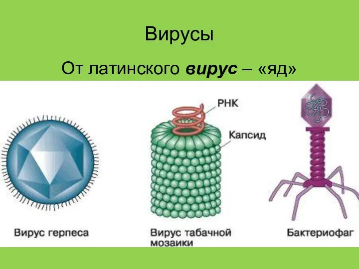 Вирусы От латинского вирус – «яд» Вирусы – микроорганизмы (самые маленькие