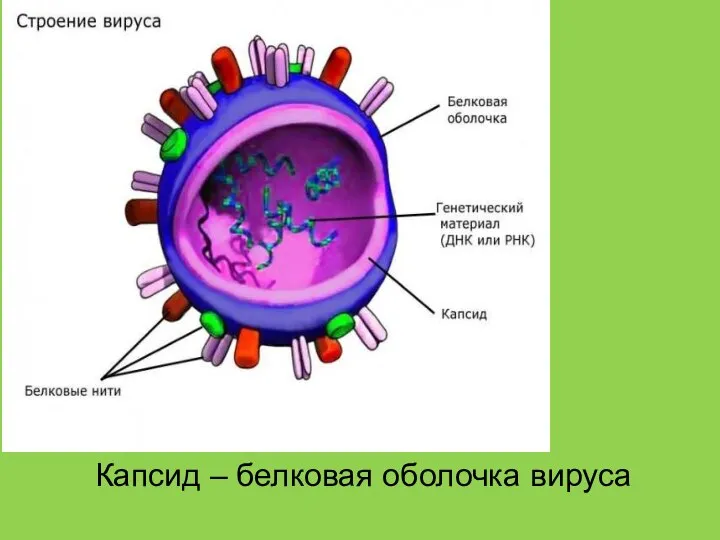 Капсид – белковая оболочка вируса