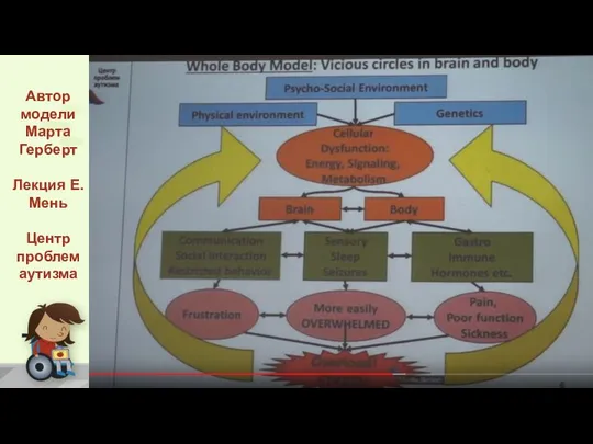 Автор модели Марта Герберт Лекция Е. Мень Центр проблем аутизма