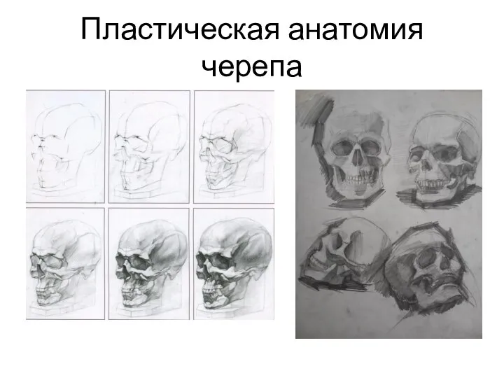 Пластическая анатомия черепа