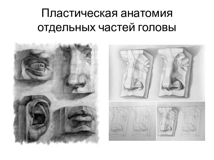 Пластическая анатомия отдельных частей головы