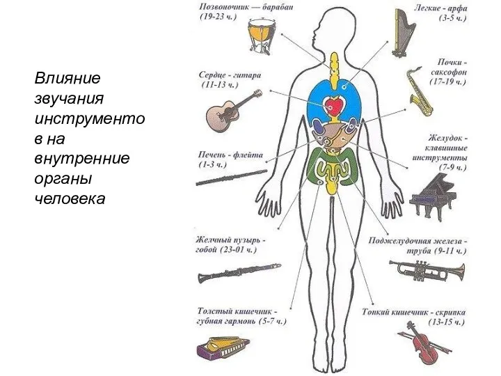 Влияние звучания инструментов на внутренние органы человека