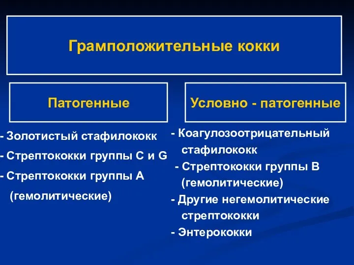 Грамположительные кокки Патогенные Условно - патогенные Золотистый стафилококк Стрептококки группы С