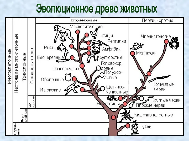 Эволюционное древо животных