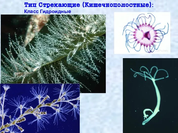 Тип Стрекающие (Кишечнополостные): Класс Гидроидные