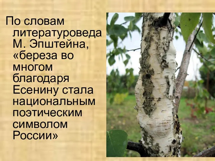 По словам литературоведа М. Эпштейна, «береза во многом благодаря Есенину стала национальным поэтическим символом России»