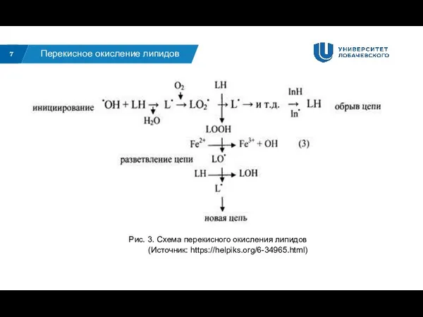 7 Перекисное окисление липидов Рис. 3. Схема перекисного окисления липидов (Источник: https://helpiks.org/6-34965.html)