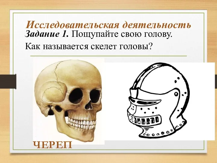 Исследовательская деятельность Задание 1. Пощупайте свою голову. Как называется скелет головы? ЧЕРЕП