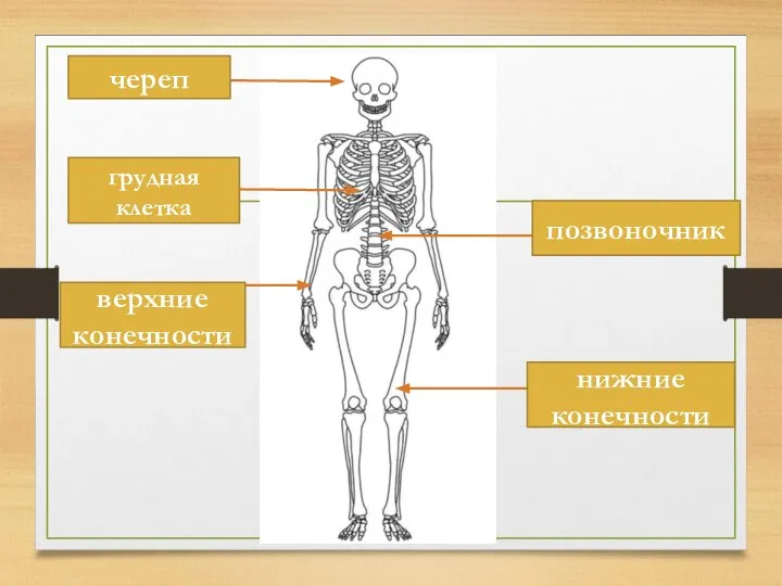 череп грудная клетка позвоночник нижние конечности верхние конечности