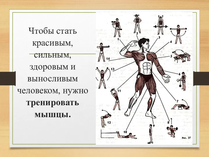 Чтобы стать красивым, сильным, здоровым и выносливым человеком, нужно тренировать мышцы.