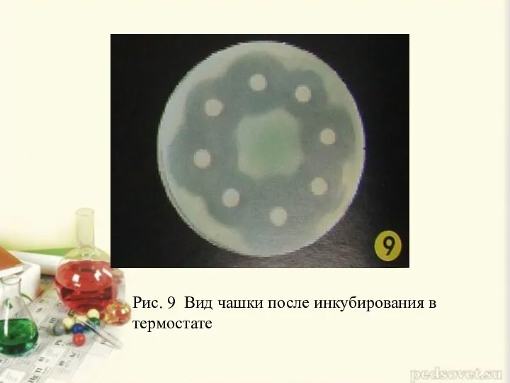 Рис. 9 Вид чашки после инкубирования в термостате