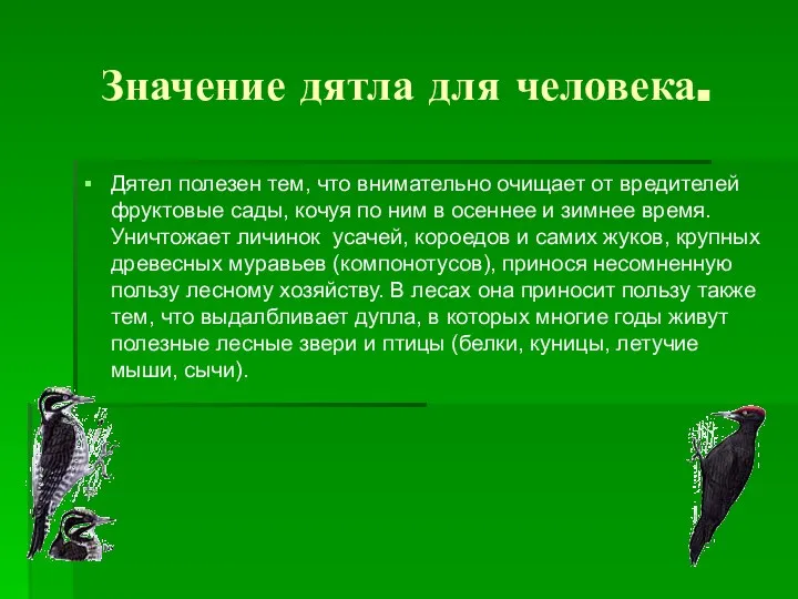 Значение дятла для человека. Дятел полезен тем, что внимательно очищает от