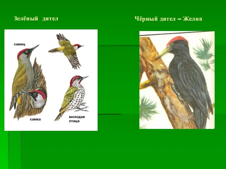 Зелёный дятел Чёрный дятел – Желна