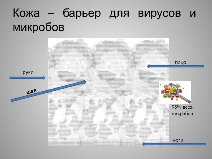 Кожа – барьер для вирусов и микробов 95% всех микробов руки шея лицо ноги