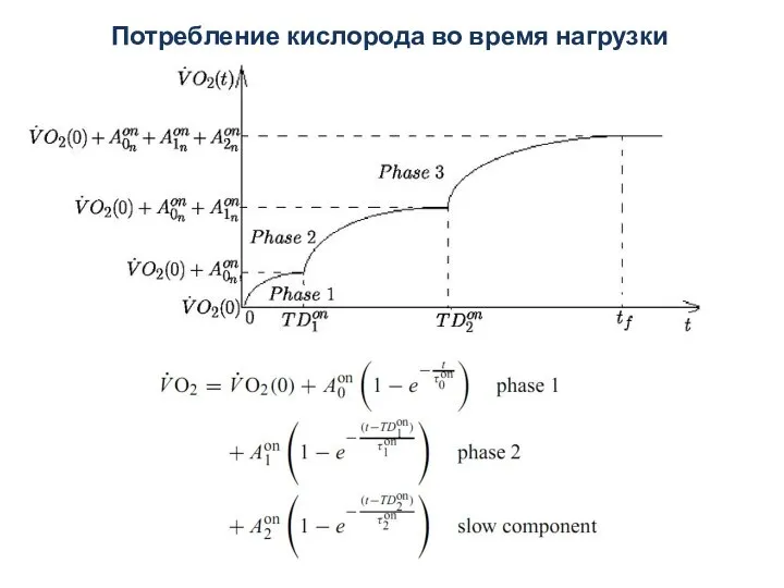 Потребление кислорода во время нагрузки