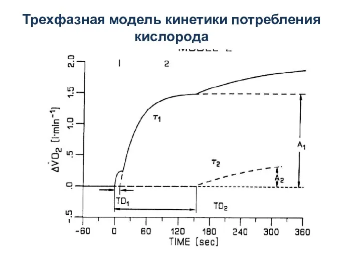 Трехфазная модель кинетики потребления кислорода