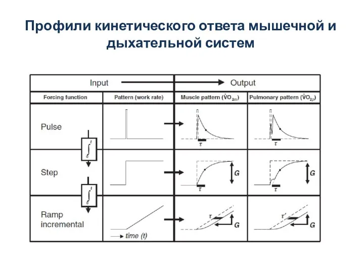 Профили кинетического ответа мышечной и дыхательной систем