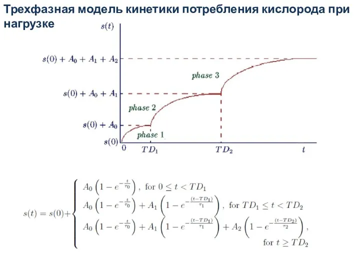 Трехфазная модель кинетики потребления кислорода при нагрузке